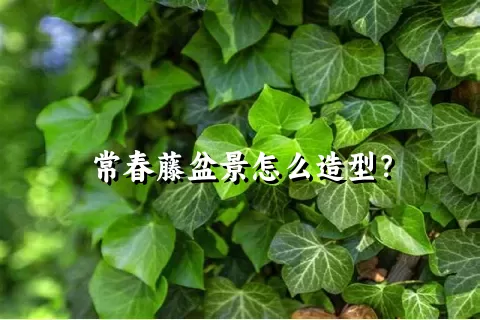 常春藤盆景怎么造型？