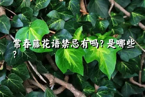 常春藤花语禁忌有吗？是哪些？