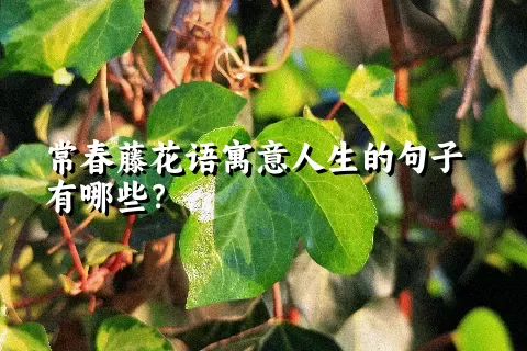 常春藤花语寓意人生的句子有哪些？