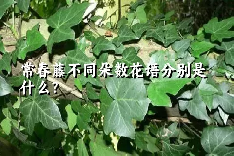 常春藤不同朵数花语分别是什么？