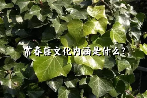 常春藤文化内涵是什么？