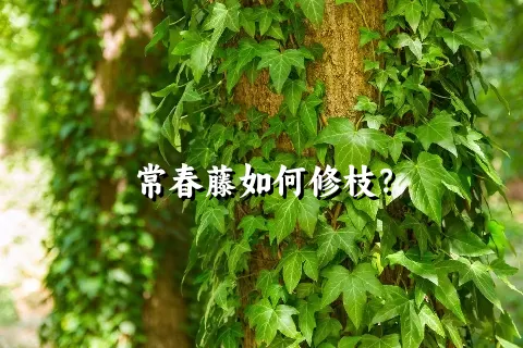 常春藤如何修枝？