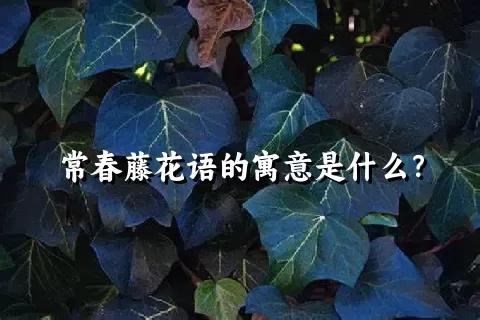 常春藤花语的寓意是什么？