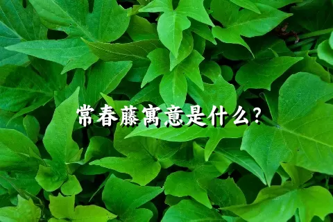 常春藤寓意是什么？