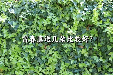 常春藤送几朵比较好？