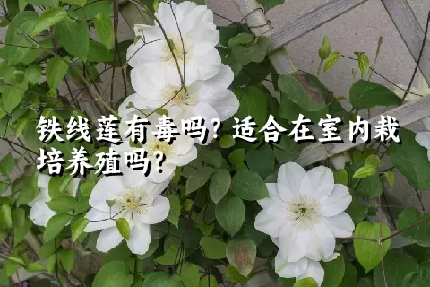 铁线莲有毒吗？适合在室内栽培养殖吗？