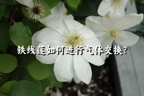 铁线莲如何进行气体交换？