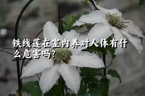 铁线莲在室内养对人体有什么危害吗？