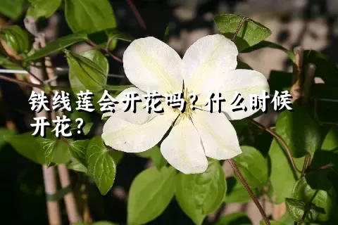 铁线莲会开花吗？什么时候开花？