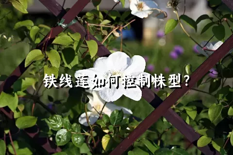 铁线莲如何控制株型？