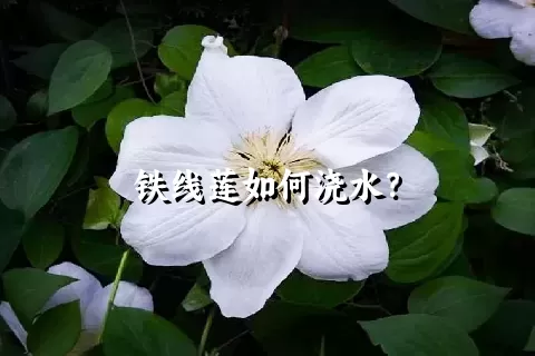 铁线莲如何浇水？