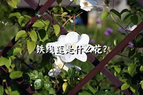 铁线莲是什么花？