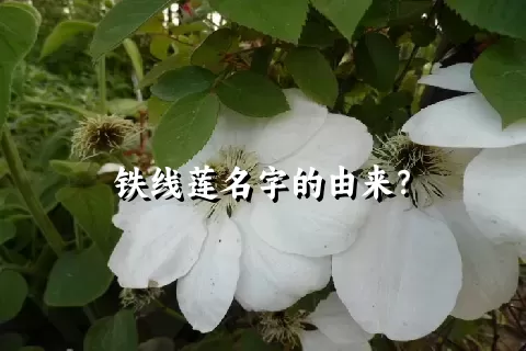 铁线莲名字的由来？