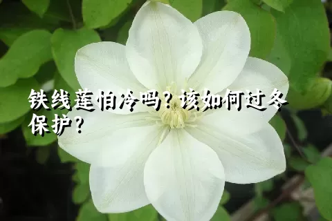 铁线莲怕冷吗？该如何过冬保护？