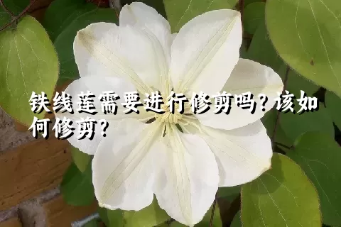 铁线莲需要进行修剪吗？该如何修剪？