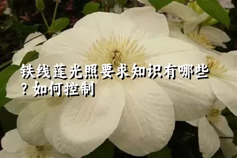 铁线莲光照要求知识有哪些？如何控制