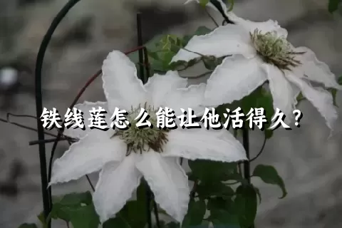 铁线莲怎么能让他活得久？