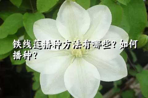 铁线莲播种方法有哪些？如何播种？