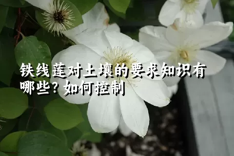 铁线莲对土壤的要求知识有哪些？如何控制