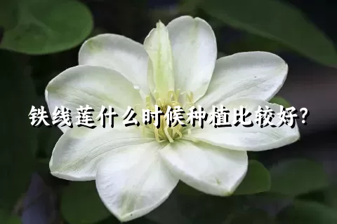 铁线莲什么时候种植比较好？