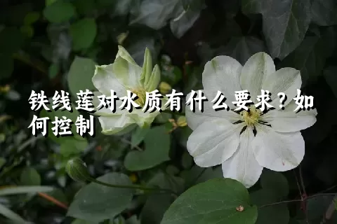 铁线莲对水质有什么要求？如何控制