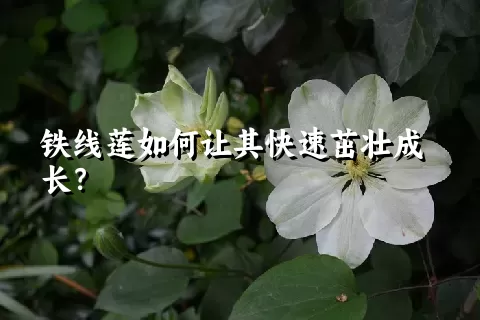 铁线莲如何让其快速茁壮成长？