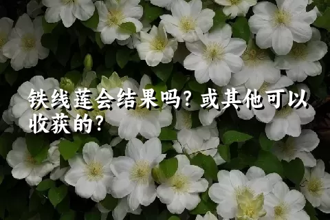 铁线莲会结果吗？或其他可以收获的？