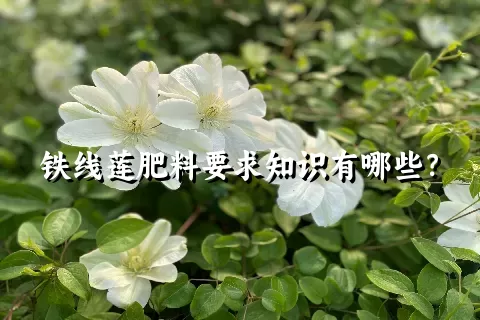 铁线莲肥料要求知识有哪些？