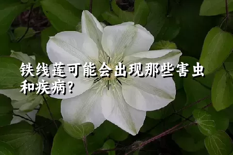 铁线莲可能会出现那些害虫和疾病？