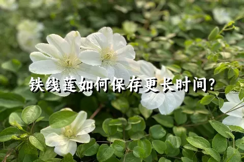 铁线莲如何保存更长时间？