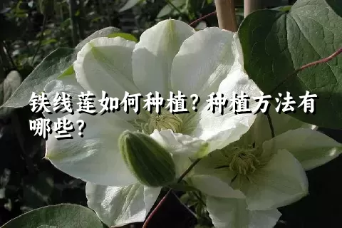 铁线莲如何种植？种植方法有哪些？