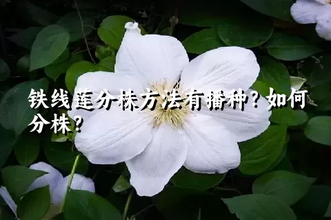 铁线莲分株方法有播种？如何分株？