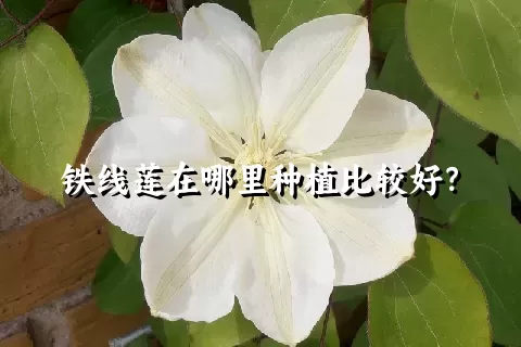 铁线莲在哪里种植比较好？