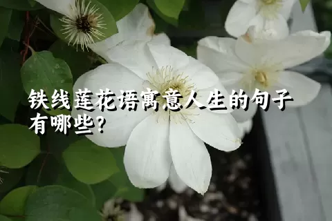 铁线莲花语寓意人生的句子有哪些？