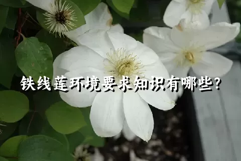 铁线莲环境要求知识有哪些？