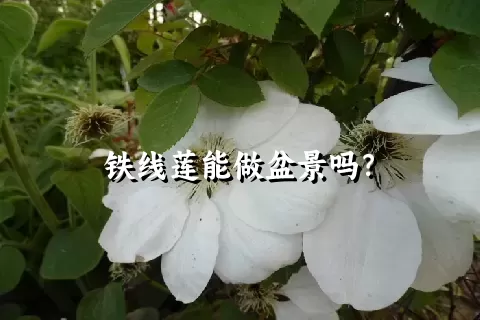 铁线莲能做盆景吗？