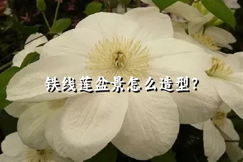 铁线莲盆景怎么造型？