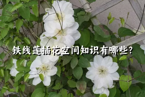 铁线莲插花空间知识有哪些？