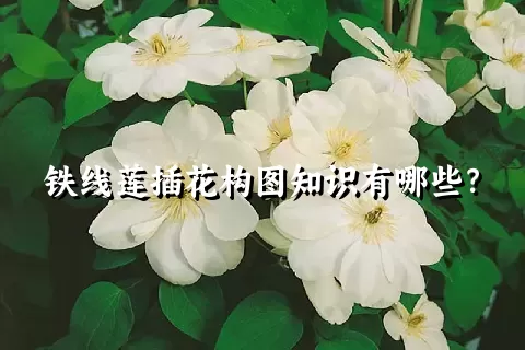 铁线莲插花构图知识有哪些？