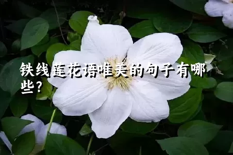 铁线莲花语唯美的句子有哪些？