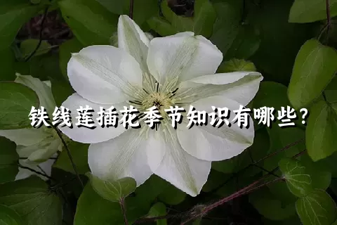 铁线莲插花季节知识有哪些？