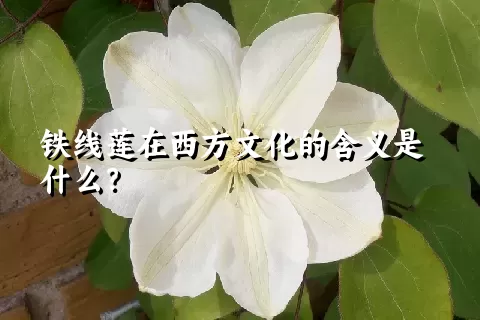 铁线莲在西方文化的含义是什么？