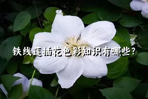 铁线莲插花色彩知识有哪些？