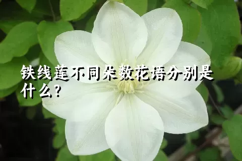 铁线莲不同朵数花语分别是什么？