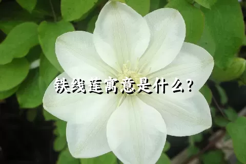 铁线莲寓意是什么？