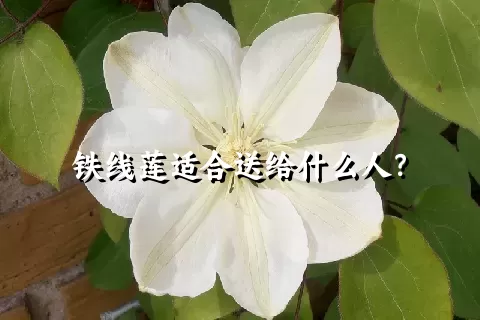 铁线莲适合送给什么人？