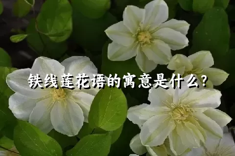 铁线莲花语的寓意是什么？