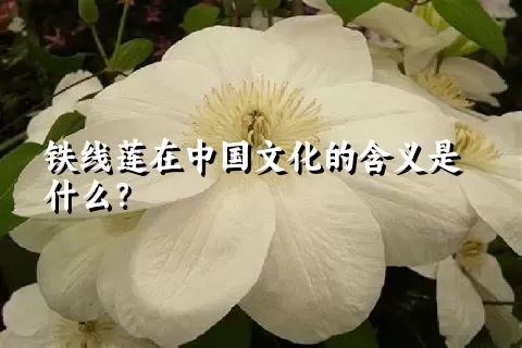 铁线莲在中国文化的含义是什么？