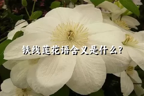 铁线莲花语含义是什么？