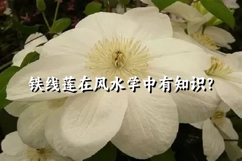 铁线莲在风水学中有知识？